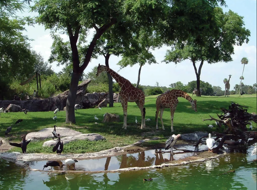 Busch Gardens Tampa Bay, United States